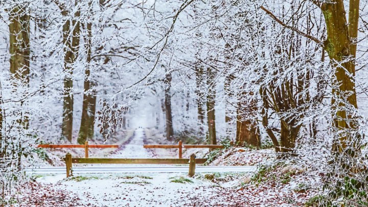 Snowy forest - PokemonaDeChroma flikr